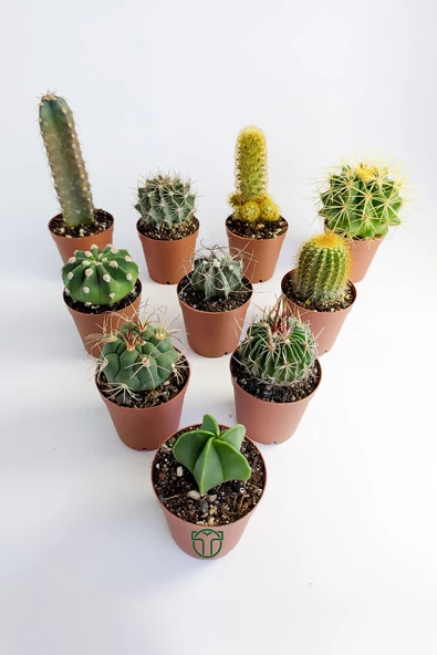 10 lu Kaktüs Set - Özel Türler - 5.5 cm Saksıda ürün görseli 1