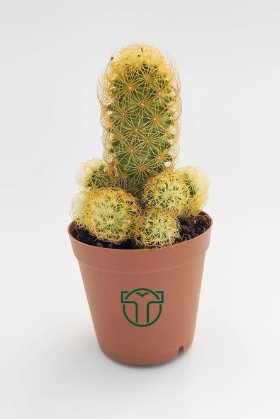 Mammillaria Elongata, Lady Finger, Sarı Dikenli Kaktüs, Bol Yavrulu ürün görseli 1