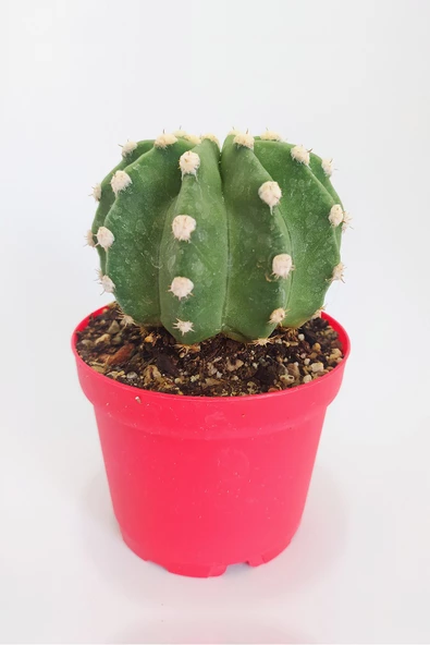 Echinopsis Subdenudata Özel Tür Kaktüs 8.5 cm Kırmızı Saksıda Tekli ürün görseli 1
