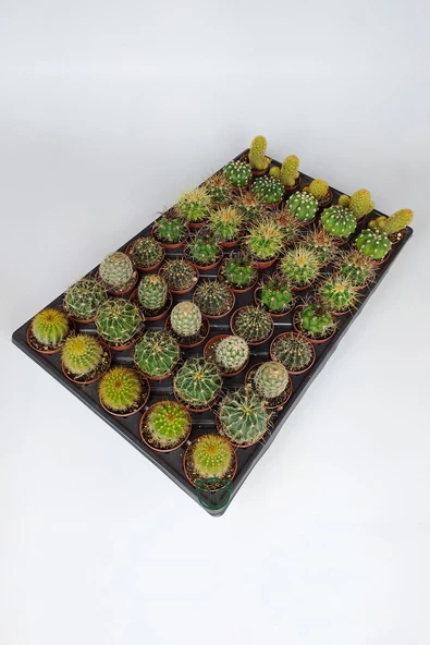 45 Adet Özel Tür Kaktüs 5 erli Set 1 Viyol 5.5 cm Saksıda ürün görseli 1