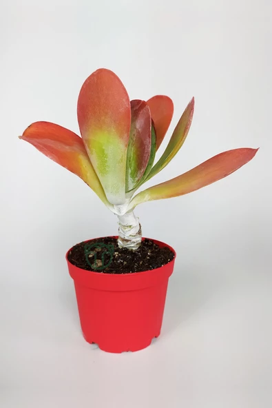 Kalanchoe Thyrsiflora - Çöl Lahanası - Ciğer Sukulent - Kırmızı Yapraklı - 8.5 cm Kırmızı Saksıda ürün görseli 1