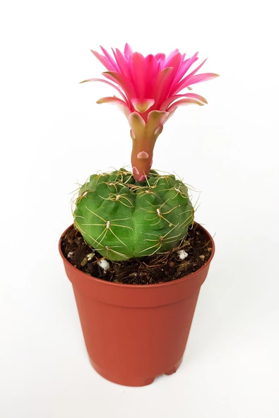 Gymnocalycium Baldianum Göz Alıcı Pembe Çiçekli Özel Tür Kaktüs ürün görseli 1