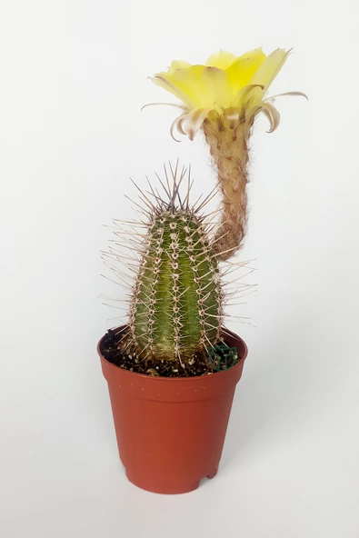 Lobivia Aurea Sarı Çiçek Açan Kaktüs Özel Tür Bol Yavru 5.5 cm Kahverengi Saksıda ürün görseli 1