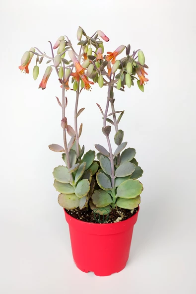Bryophyllum Fedtschenkoi Kalanchoe Sukulent Lavanta Tarakları 8.5 cm Kırmızı Saksıda ürün görseli 1