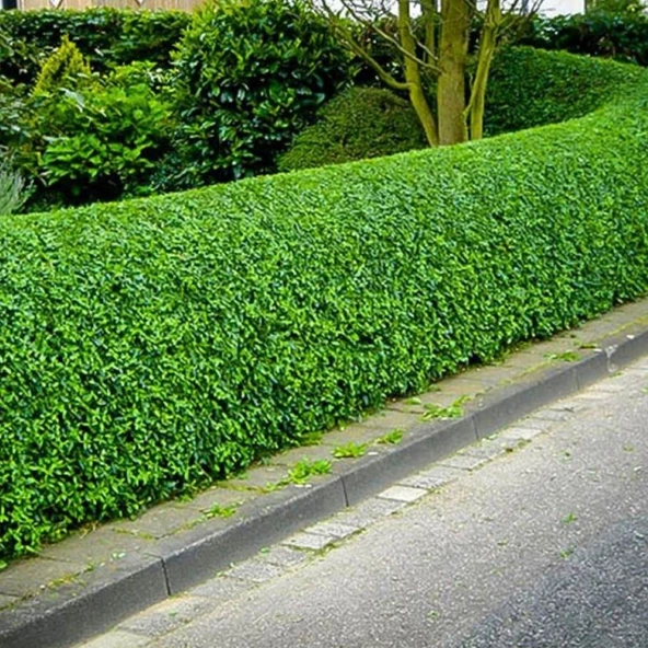 Tüplü Kurtbağrı Ligustrum Bahçe Çit Set Fidanı 30 - 50 Cm ürün görseli 1