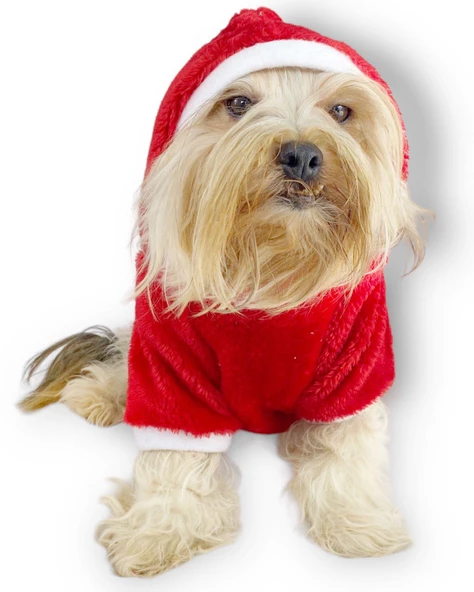 Santa Time Yılbaşı Köpek Sweatshirt, Noel Sweatshirt gold - Resim 5