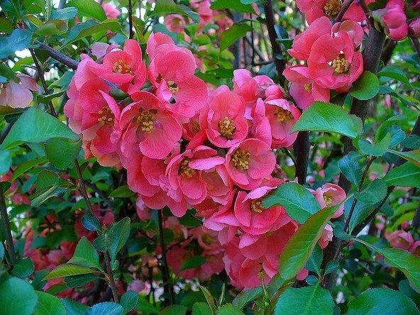 Saksılı Japon Ayvası Bahar Dalı Fidanı 20-30 Cm Chaenomeles Japonica ürün görseli 1