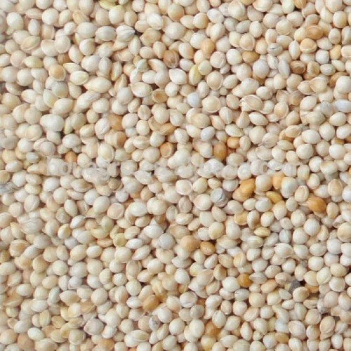 Ak (Beyaz) Darı 1 kg Kuş Yemi ürün görseli 1