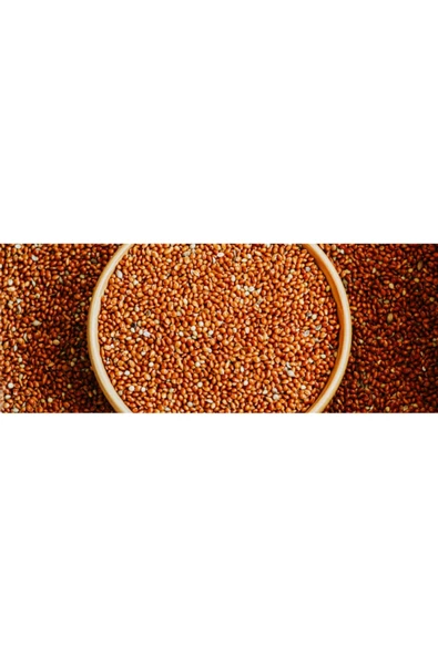 Kızıl Dal Darı Taneleri Elenmiş Yeni Yavrular Için 1 Kg ürün görseli 1