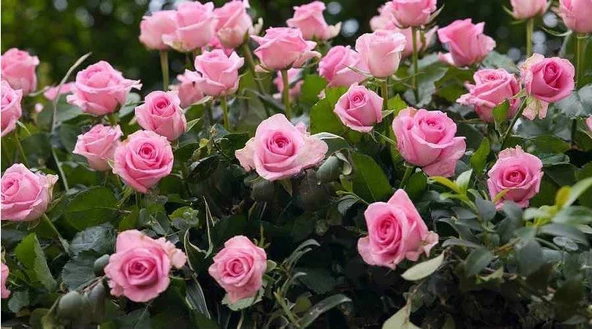 Pembe Yediveren Gül Fidanı 5 Adet - Resim 2