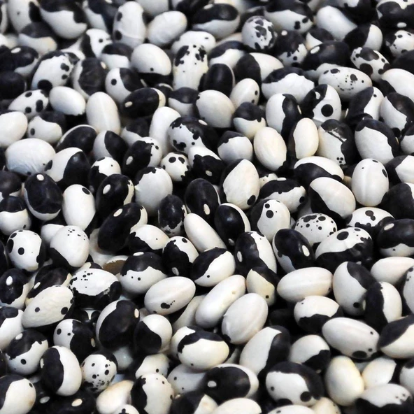 YERLİ AYŞE KADIN SIRIK FASULYE TOHUMU 500 GR (SİYAH LEKELİ) ürün görseli 1