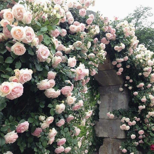 Yediveren Pembe Beyaz Sarmaşık Gül Fidanı 5 Adet 15-25 cm ürün görseli 1