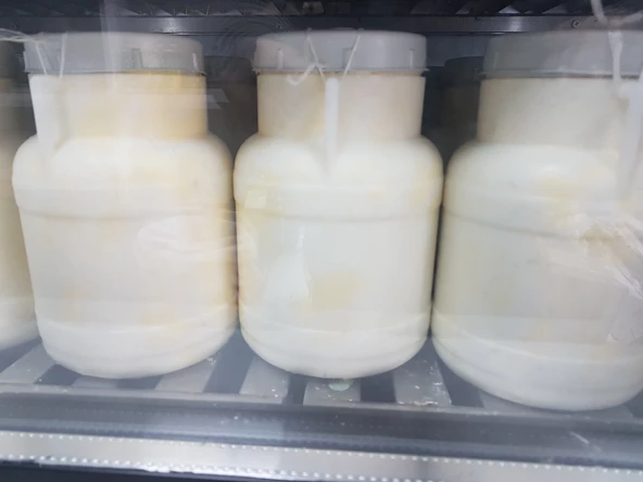 ÇÖKELEK YAĞLI 3000gr - Resim 2