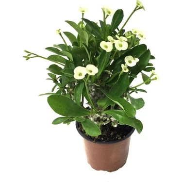 Sarı Dikenler Tacı Japon İğnesi Euphorbia Milli ürün görseli 1