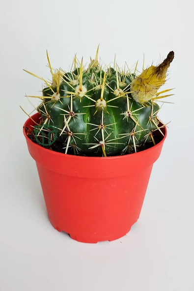 Notocactus Submammulosus büyük boy kaktüs sarı çiçek açan canlı parlak özel tür 8.5 cm kırmızı saksıda ürün görseli 1