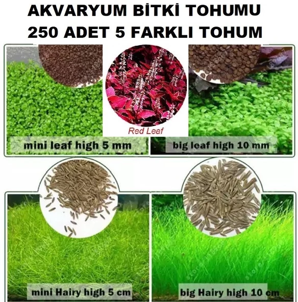 250 Adet 5 Farklı Akvaryum Bitkisi Tohumu + 10 Adet Karışık Gül Tohumu (KARGO BEDAVA) ORKIDEY001425 ürün görseli 1