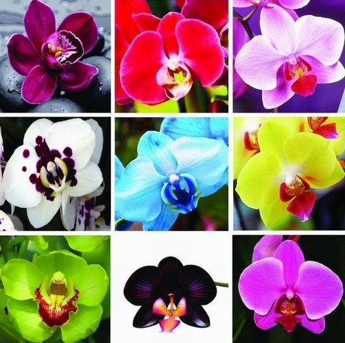 DAY 10 Adet 10 FARKLI Renk Phalaenopsis Orkide Tohumu + 10 Adet HEDİYE K.RENK Yıldız Çiçeği Tohumu ORKIDEY008429 ürün görseli 1