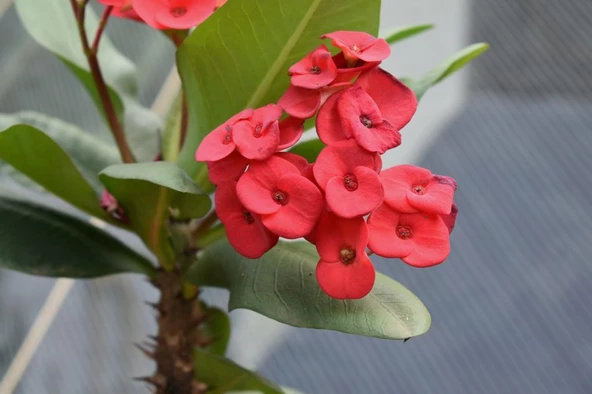 PTTAVM: Saksılı Kırmızı Dikenler Tacı Japon İğnesi Euphorbia Milii