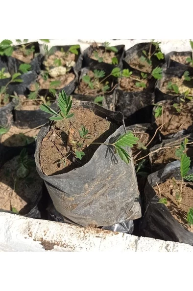 Küstüm Çiçegi Fidanı 3 Adet Tüp Poşet 3-13 Cm ürün görseli 1