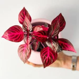 Çingene Şalvarı Iresine Herbstii 8.5 Cm Saksıda - Resim 3