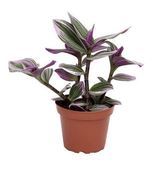 Pembe Telgraf Çiçeği Tradescantia Nanouk 15-25 Cm ürün görseli 1