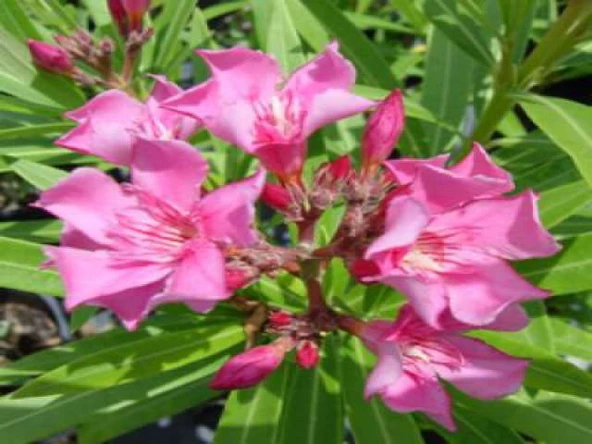 Zakkum Çiçeği Fidanı 30-50 Cm 1 Adet Nerium Oleander ürün görseli 1