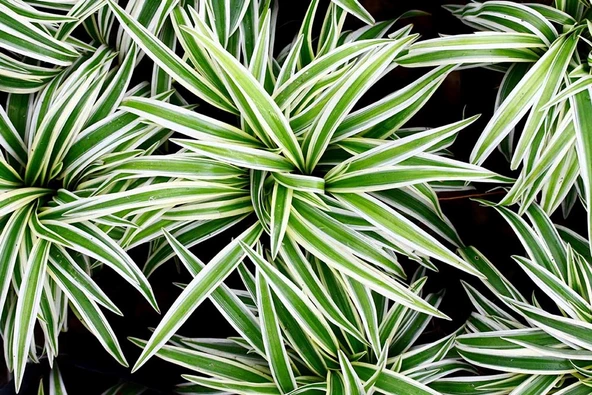Kurdela Kordela Çiçeği 10-20 Cm Chlorophytum Comosum ürün görseli 1