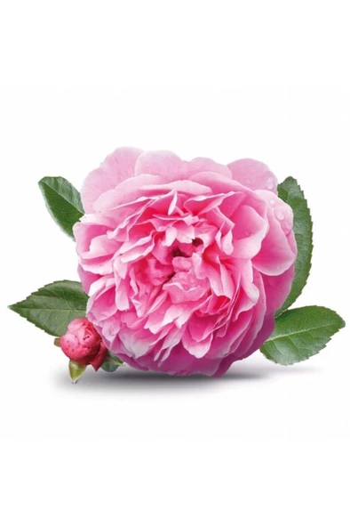 Tüplü Yöresel Reçellik Kokulu Pembe Isparta Gülü Fidanı 15-25 Cm ürün görseli 1
