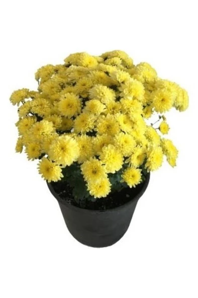 Sarı Kasımpatı Krizantem Hüzün Çiçeği 5-10 Cm Chrysanthemum ürün görseli 1