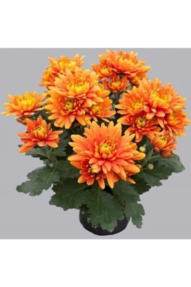Turuncu Kasımpatı Krizantem Hüzün Çiçeği 5-10 Cm Chrysanthemum ürün görseli 1