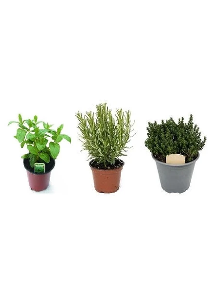 Kekik Lavanta Biberiye 3 Lü Set 10-20 Cm Aromatik Bitki Seti ürün görseli 1