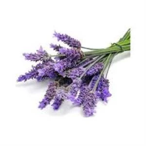 Saksılı Lavanta Fidanı 3 Adet 30-40 cm (Lavandula intermedia) ürün görseli 1