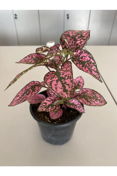 Hypoestes Rose Hostes Çiçeği Alacalı Pembe 10-20 Cm ürün görseli 1