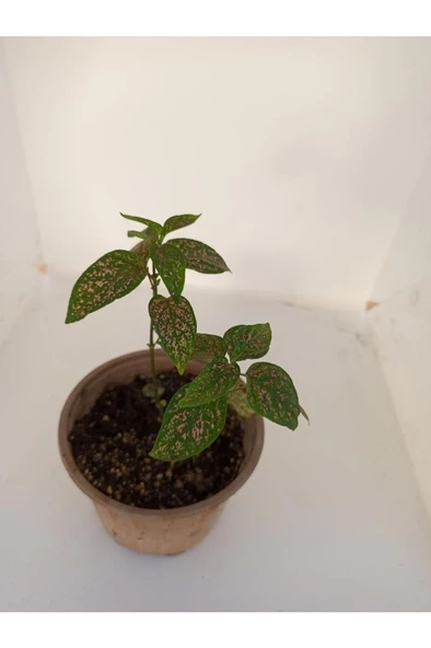 Fittonia Hostes Çiçeği Yeşil Yaprak Pembe Benek 10-20 Cm ürün görseli 1