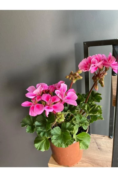 Saksılı Sardunya Pembe Alacalı Fuşya 10-20 Cm ürün görseli 1