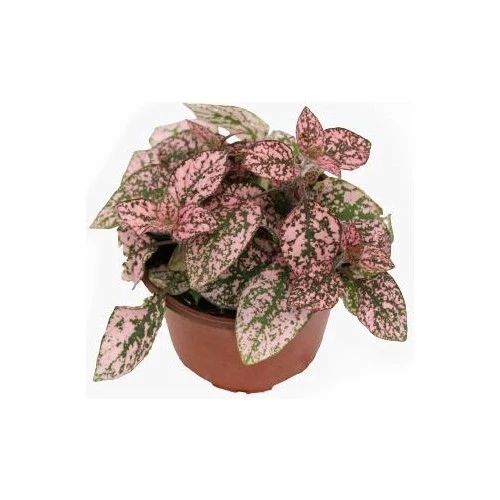 Pembe Çilli Yaprak Çiçeği Hostes Çiçeği Hipoestes Phyllostachya 10-20 Cm ürün görseli 1
