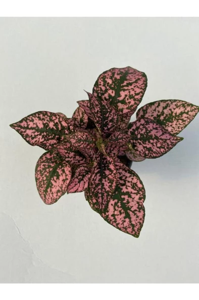 Hypoestes Rose Hostes Çiçeği Alacalı Pembe 10-20 Cm - Resim 2