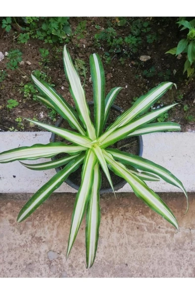 Kurdela Kordela Salon Çiçeği 10-20 Cm ürün görseli 1