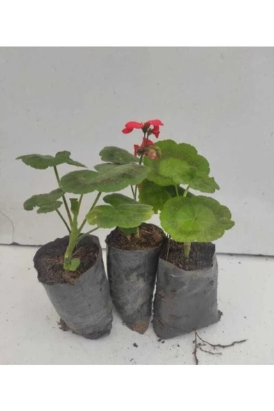 Kırmızı Sardunya Çiçeği 3 Adet 10-20 Cm ürün görseli 1