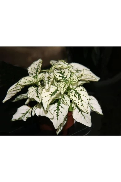 Hostes Çiçeği Hypoestes Phyllostachya Beyaz Benek 10-20 Cm - Resim 3