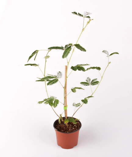 Küstüm Çiçeği Mimosa Pudica 10-20 cm - Resim 3