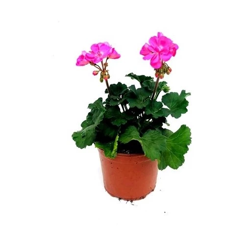Pink Sardunya Pembe 10-20 Cm ürün görseli 1