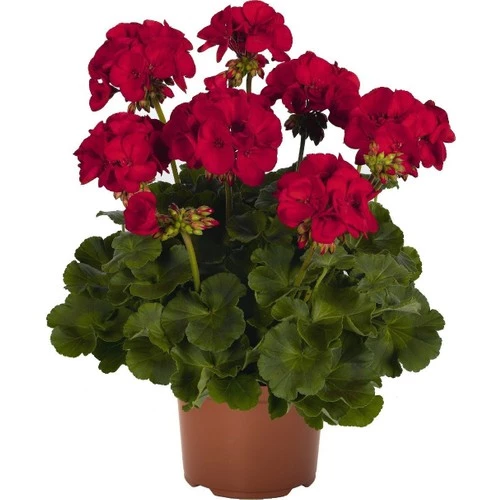 Koyu Kırmızı Sardunya Çiçeği Fidanı 10-20 Cm ürün görseli 1
