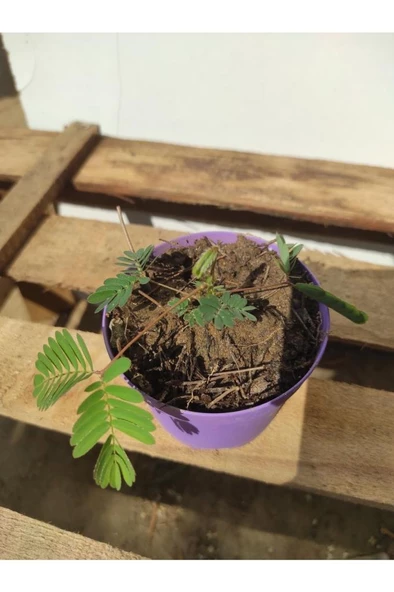 Küstüm Çiçeği Mimosa Pudica 10-20 cm - Resim 2