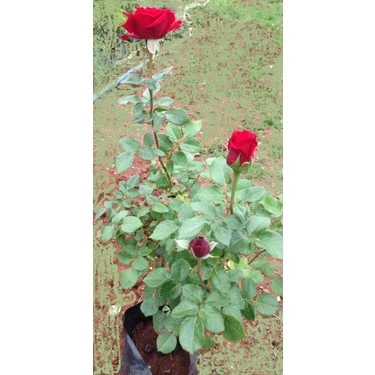 Kırmızı Yediveren Sarmaşık Gül Fidanı 10-20 cm ürün görseli 1