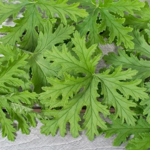 Kokulu Itır Fidanı Pelargonium Graveolens ürün görseli 1