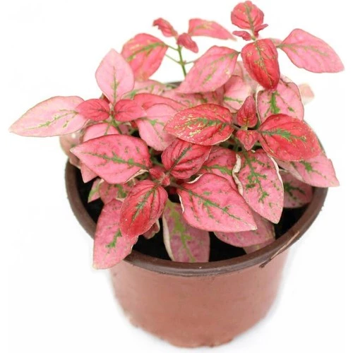 Kırmızı Çilli Yaprak Çiçeği Hostes Çiçeği Hipoestes Phyllostachya 10-20 Cm ürün görseli 1