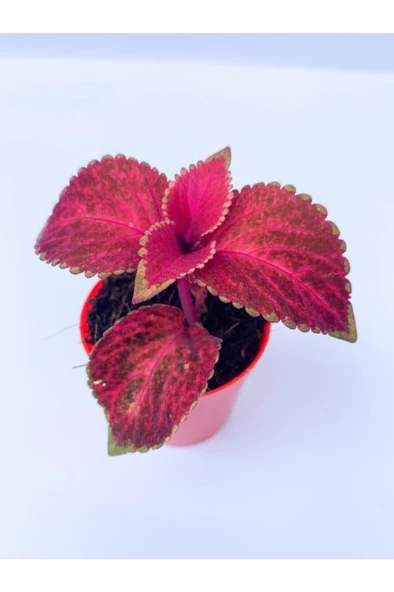 Yaprak Güzeli Kolyoz Çiçeği 10-20 Cm Red Coleus ürün görseli 1