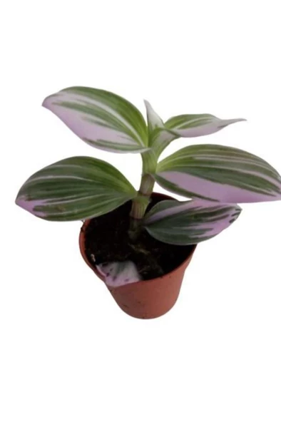 Pembe Yapraklı Tradescantia Nanouk Telgraf Çiçeği 10-20 Cm ürün görseli 1