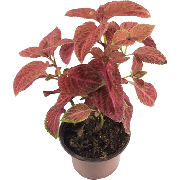 Yaprak Güzeli Coleus Kolyos Pembe 10-20 Cm ürün görseli 1